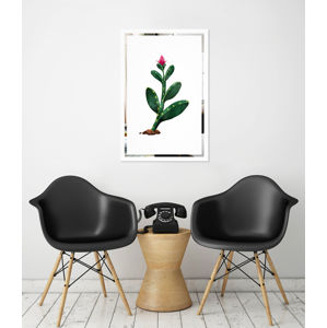 Obraz Kaktus na zrkadle Mirrora 65 - 60x40 cm (Obrazy Mirrora)